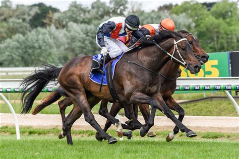 Winning Brew Racehorse Profile, Stats, Form Guide, News.